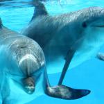 Urteil: Delfine in Indien sind nicht-menschliche Personen