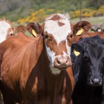 Hormonfleisch-Import steigt in der Schweiz drastisch an