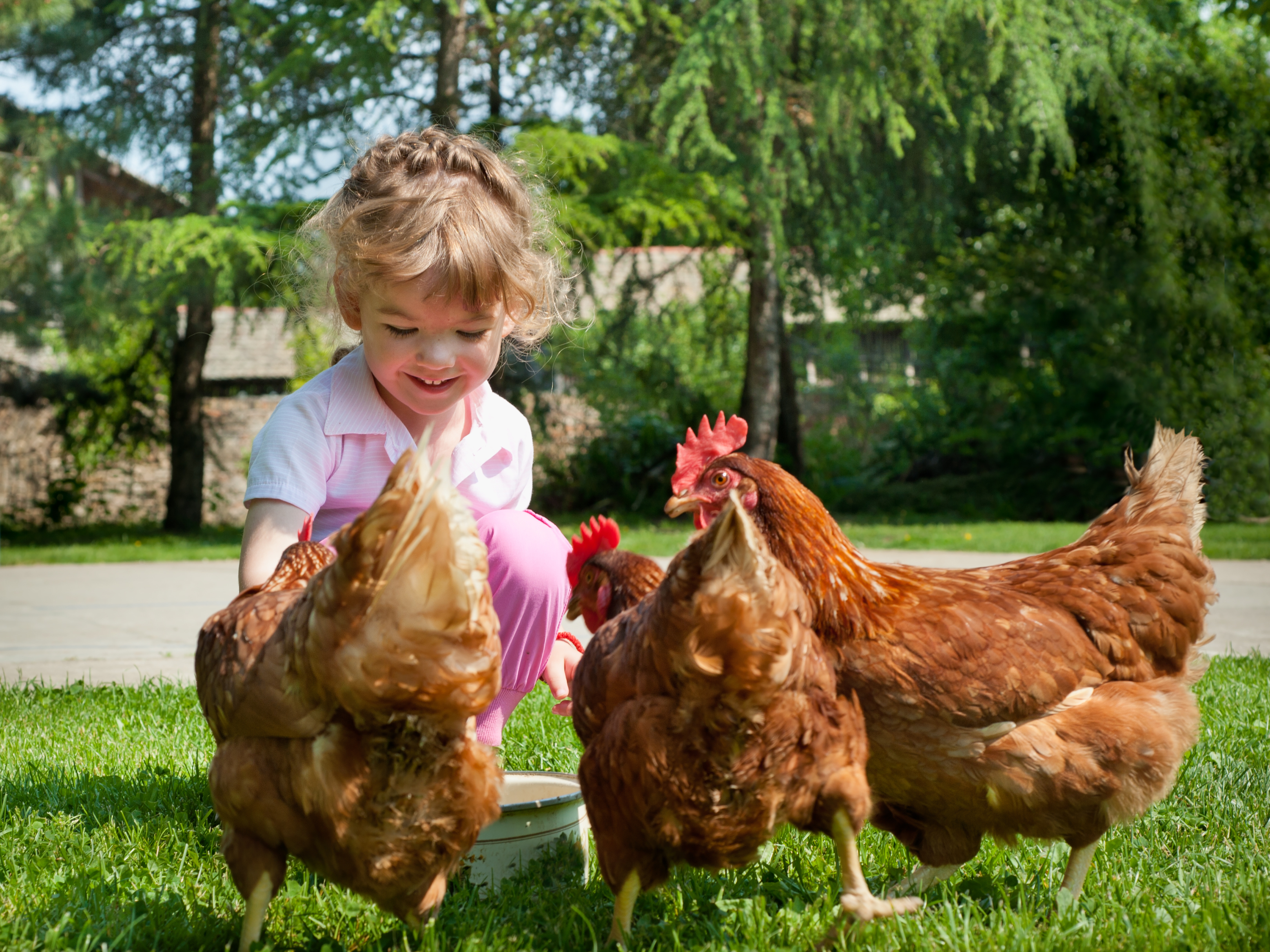 Дети кормят цыплят. Курица с цыплятами. Курица для детей. Курица с цыплятами для детей. Цыпленок девочка.
